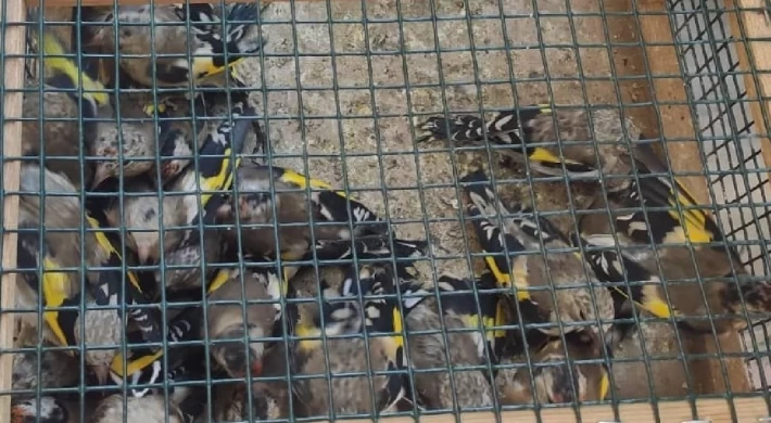 Bozyazı’da 80 Saka Kuşu Kaçak Avcıların Elinden Kurtarıldı