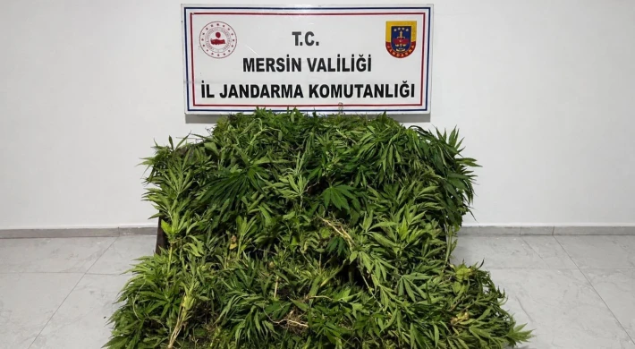 Ormanlık Alana Gizlenmiş 1500 Kök Kenevir Ele Geçirildi !