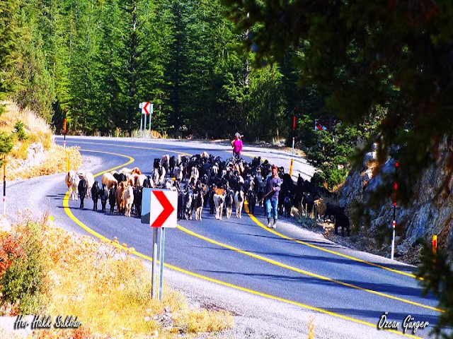 Anamur Yayla -Yörük Göçü