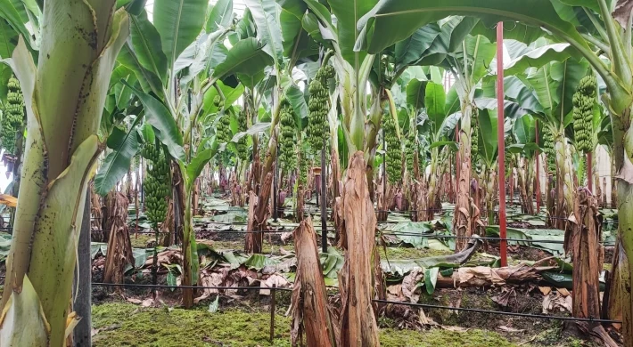 Anamur’da Muz Üreticilerinden Tepki : “Ürün Yok, Fiyat Düşüyor! Buna Kim Dur Diyecek?”