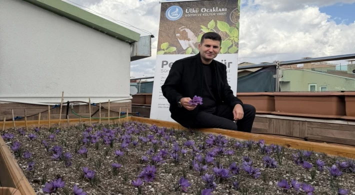 Ülkü Ocakları Genel Merkezi’nin Terasında Safran Hasadı!