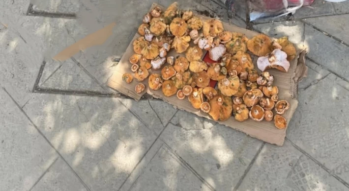 Anamur’da Yılın İlk Mantarları Pazara İndi