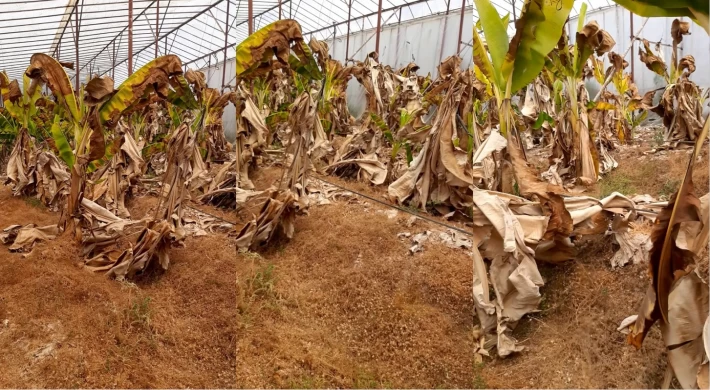 Kuraklık ve Anamur : Gelecek İçin Alarm Zilleri Çalıyor