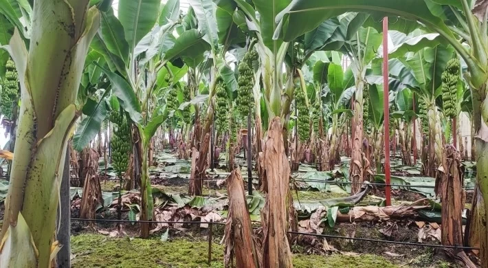 Anamurlu Muz Üreticisi Zor Günler Yaşıyor: Tarlada 42 TL, Markette 150 TL