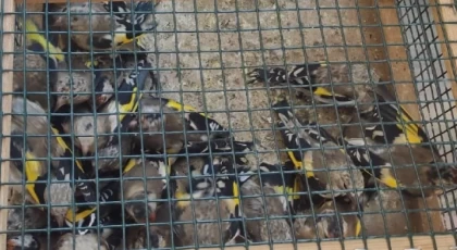 Bozyazı’da 80 Saka Kuşu Kaçak Avcıların Elinden Kurtarıldı