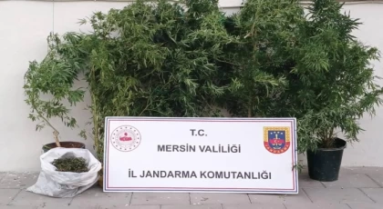 Jandarmadan Uyuşturucu Operasyonu