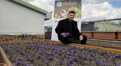 Ülkü Ocakları Genel Merkezi’nin Terasında Safran Hasadı!