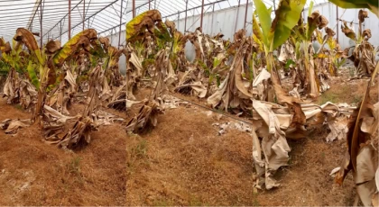 Kuraklık ve Anamur : Gelecek İçin Alarm Zilleri Çalıyor