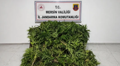 Ormanlık Alana Gizlenmiş 1500 Kök Kenevir Ele Geçirildi !