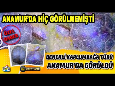 Benekli Kamlumbağa Türü Anamur'da Görüldü